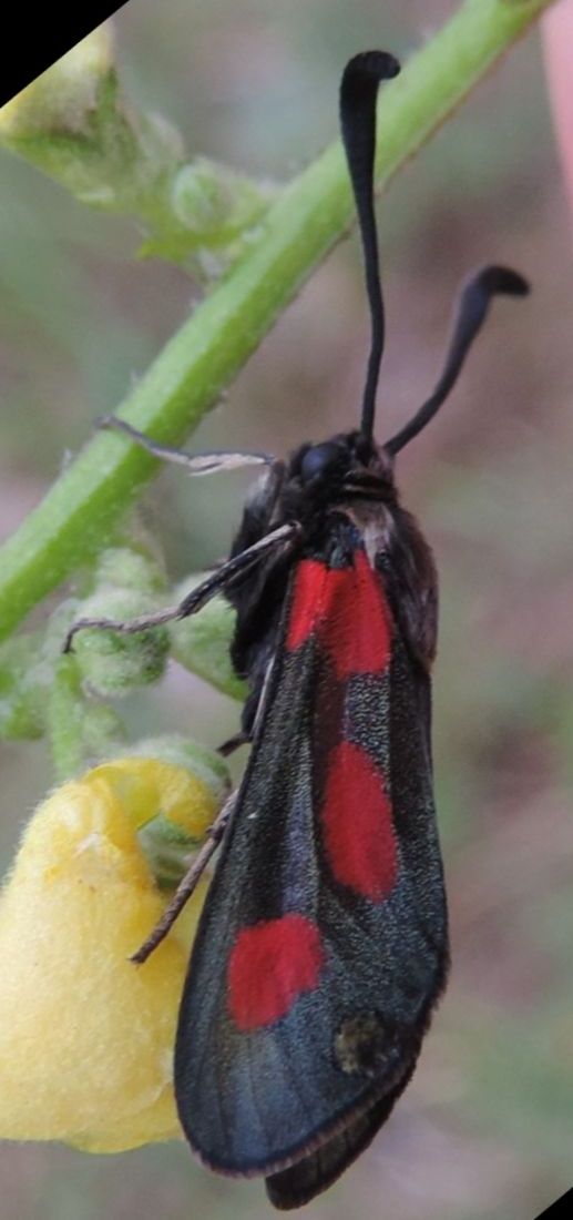 Zygaena sarpedon?  S !